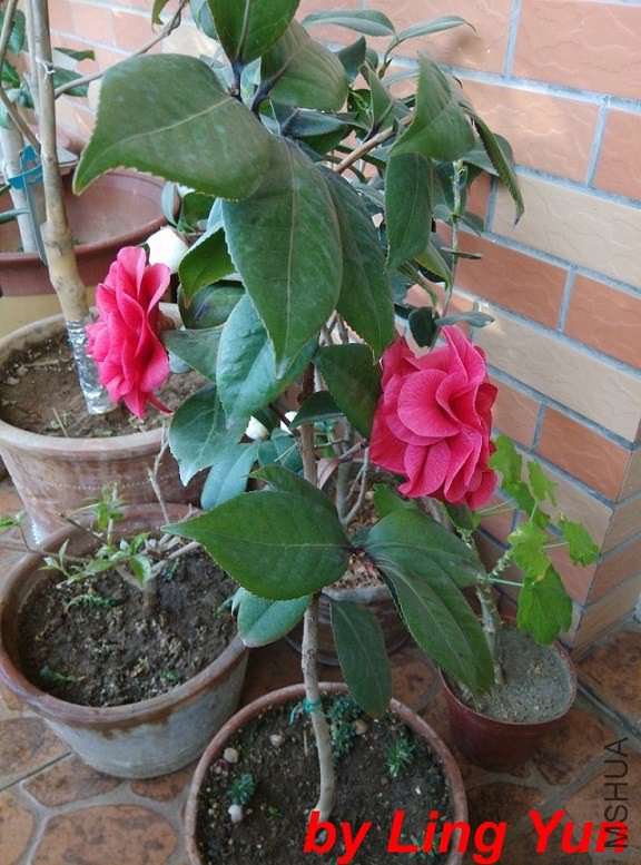 IMG_20150310_080940.jpg