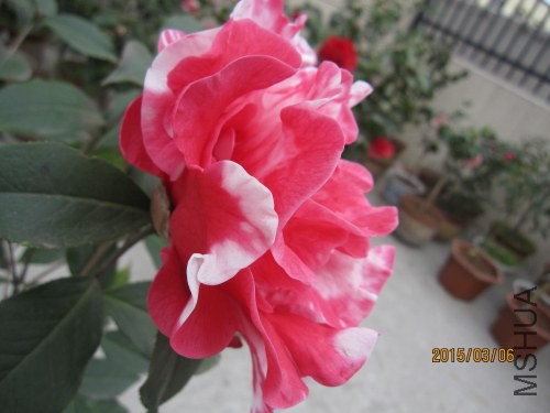 IMG_1687.jpg