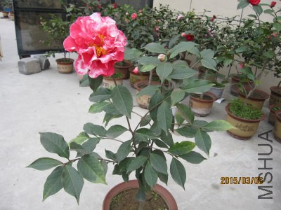 IMG_1688.jpg