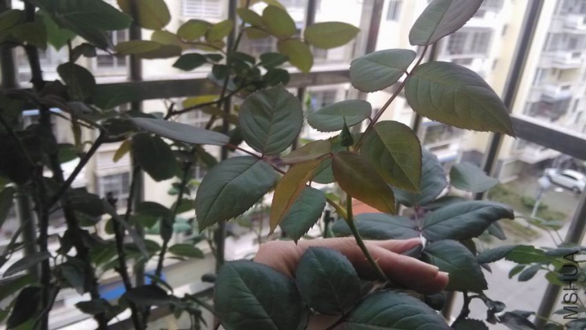������С IMG_20150310_123251.jpg