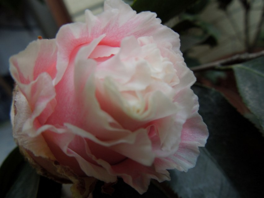 DSCN4003.JPG