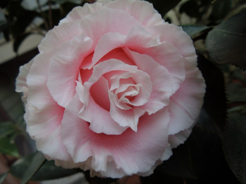 DSCN4019.JPG