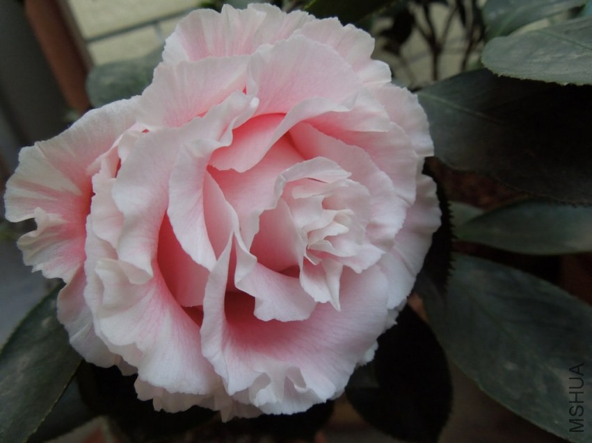 DSCN4023.JPG