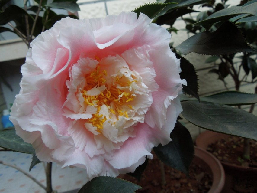 DSCN4024.JPG