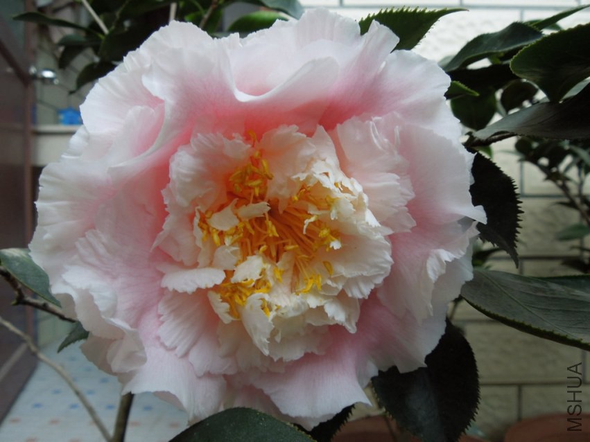 DSCN4026.JPG