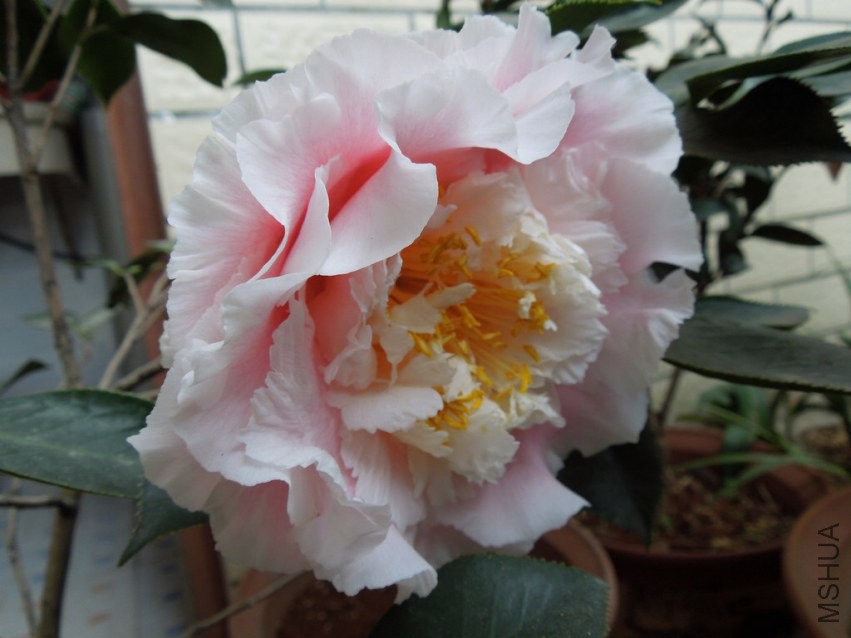 DSCN4027.JPG