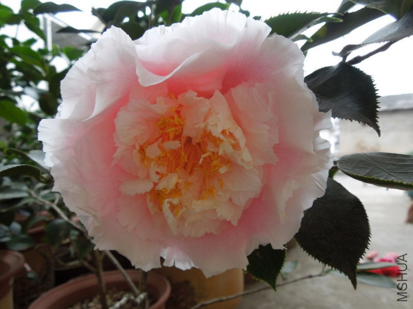 DSCN4057.JPG