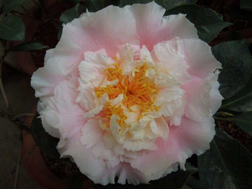 DSCN4066.JPG