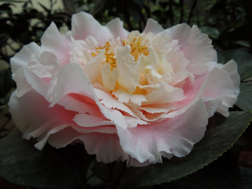DSCN4067.JPG