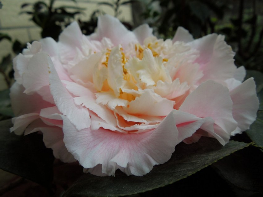 DSCN4068.JPG