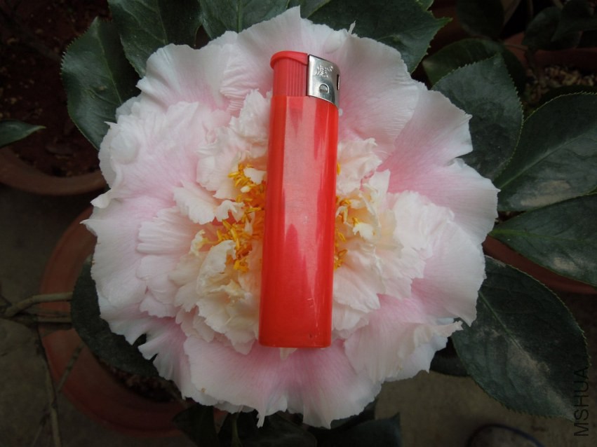 DSCN4070.JPG