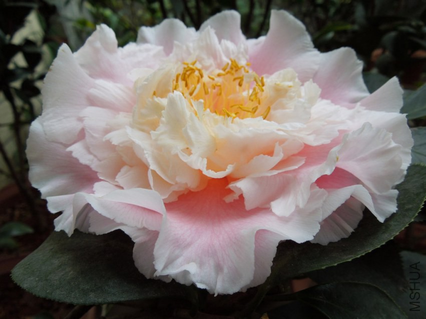 DSCN4071.JPG