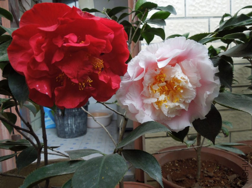 DSCN4039.JPG