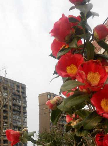 IMG_20150310_162313.jpg