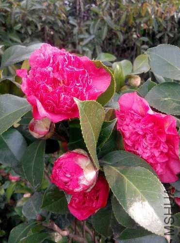 IMG_20150310_161637.jpg