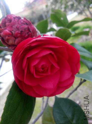 IMG_20150310_162548.jpg