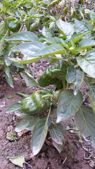 20140925_161432.jpg