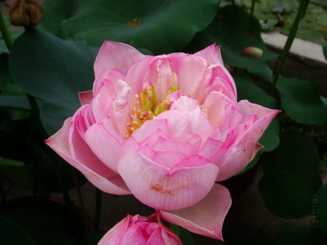 DSC02478.JPG