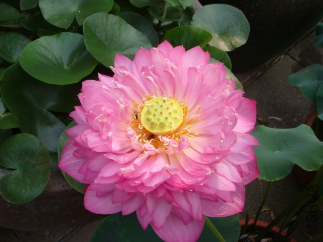 DSC02516.JPG