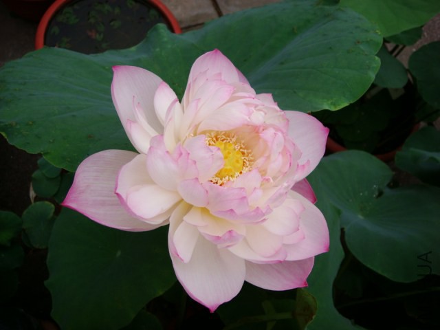 DSC02610.JPG