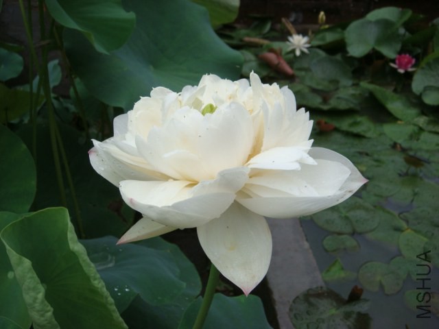 DSC02705.JPG