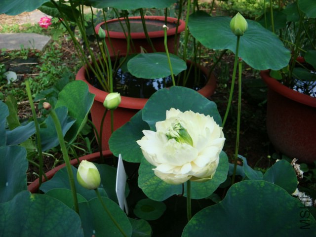 DSC04118.JPG