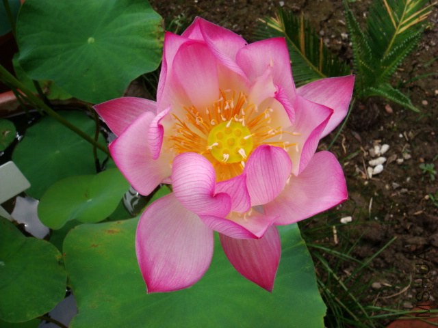 DSC09699.JPG