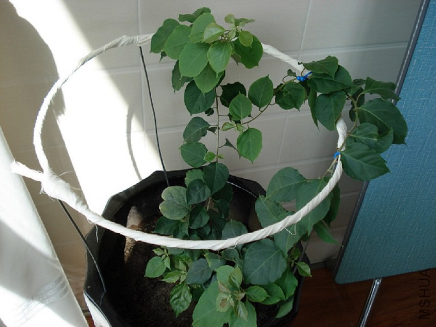 DSC003.JPG