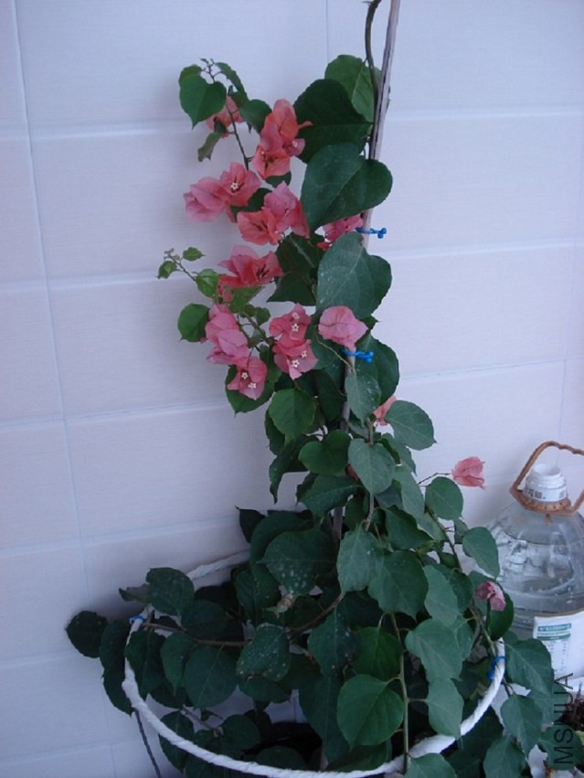 DSC006.JPG
