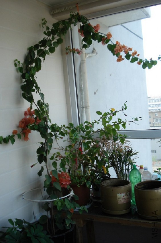 DSC015.JPG