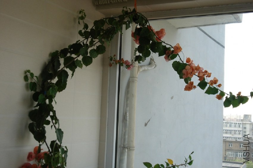 DSC017.JPG
