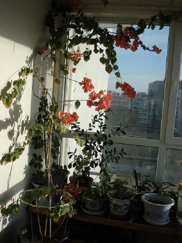 DSC022.JPG
