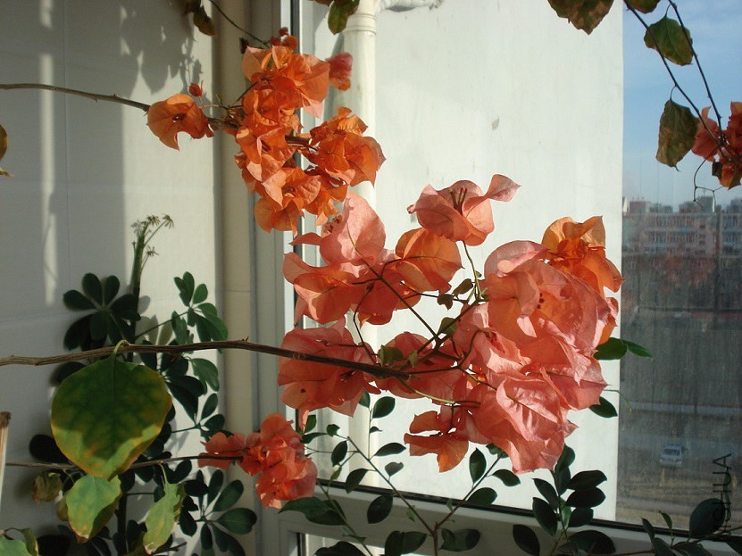 DSC025.JPG