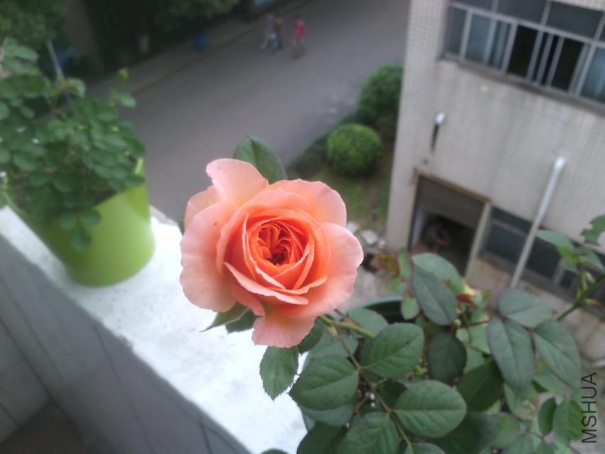���ֹݸ�����ʢ��������