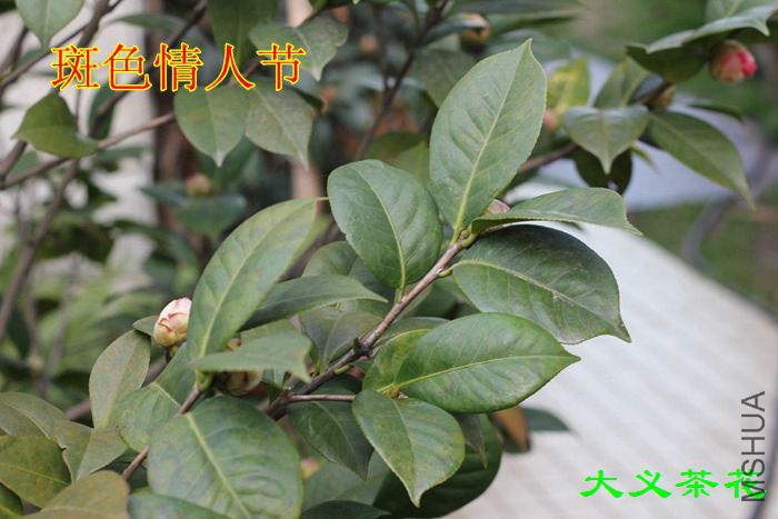 ��ɫ ���˽�1.jpg