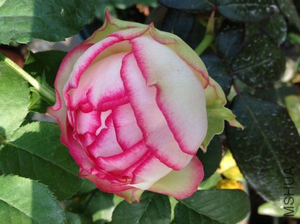 image.jpg