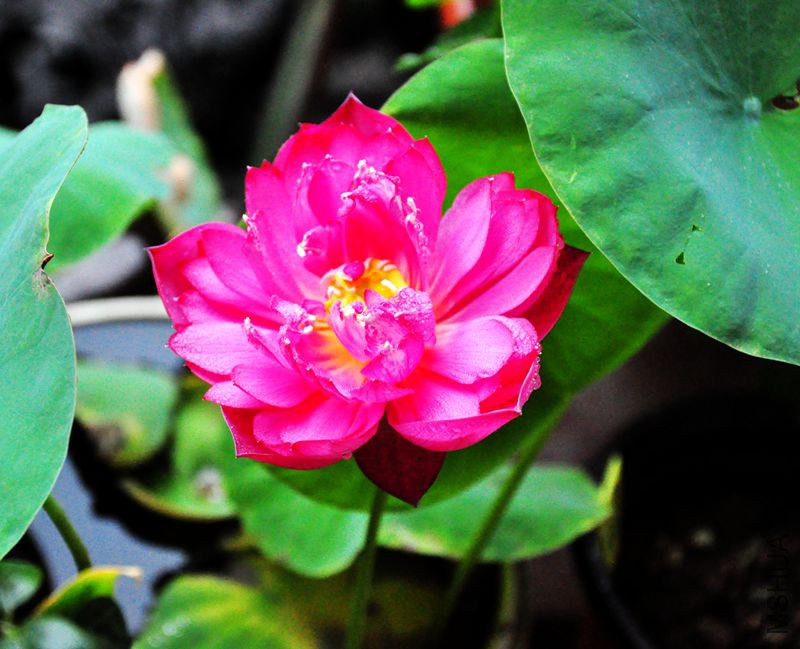 DSC_5536_����.jpg