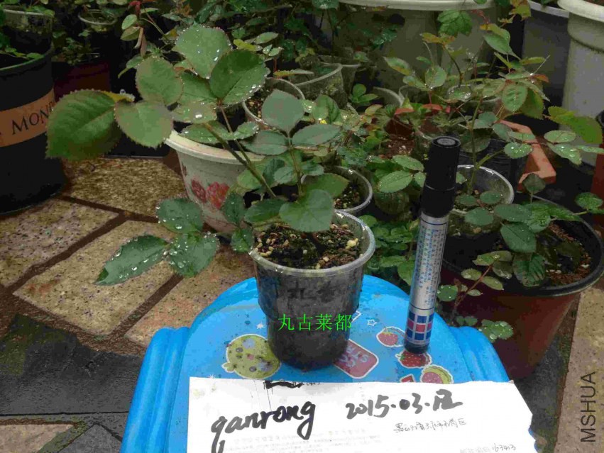������ƬIMG_5393_����.jpg