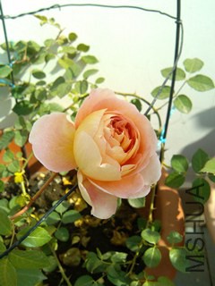 IMG_20121208_122252.jpg