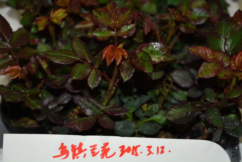 DSC_01780009.JPG