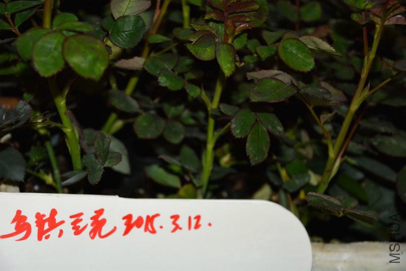DSC_01840014.JPG