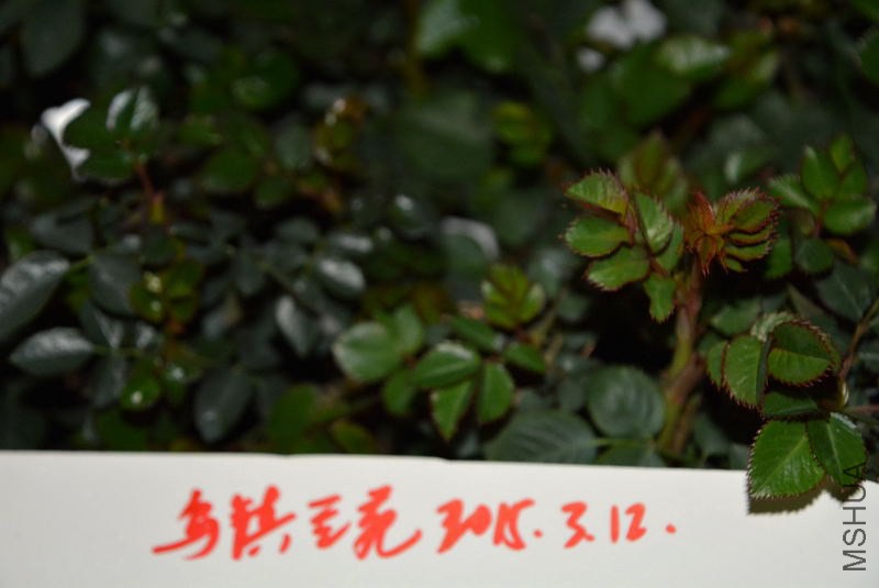 DSC_01790010.JPG
