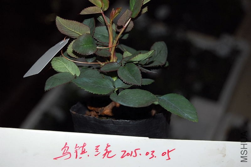 DSC_00180018.JPG