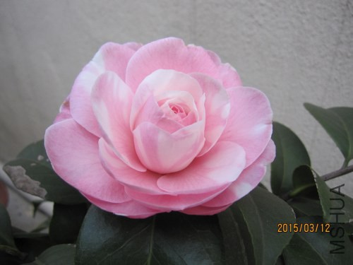 IMG_1755.jpg