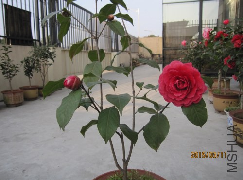IMG_1735.jpg