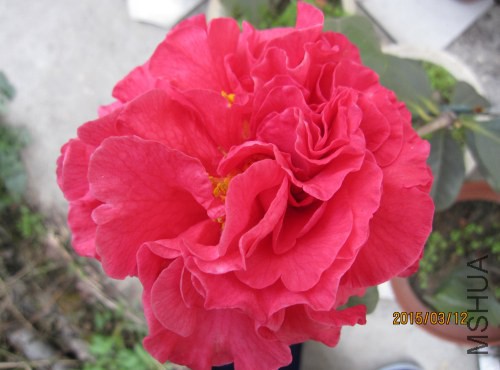 IMG_1752.jpg