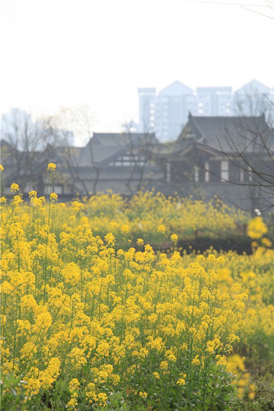 3��12�����������Ͳ˻�Ⱥ�� (9).JPG