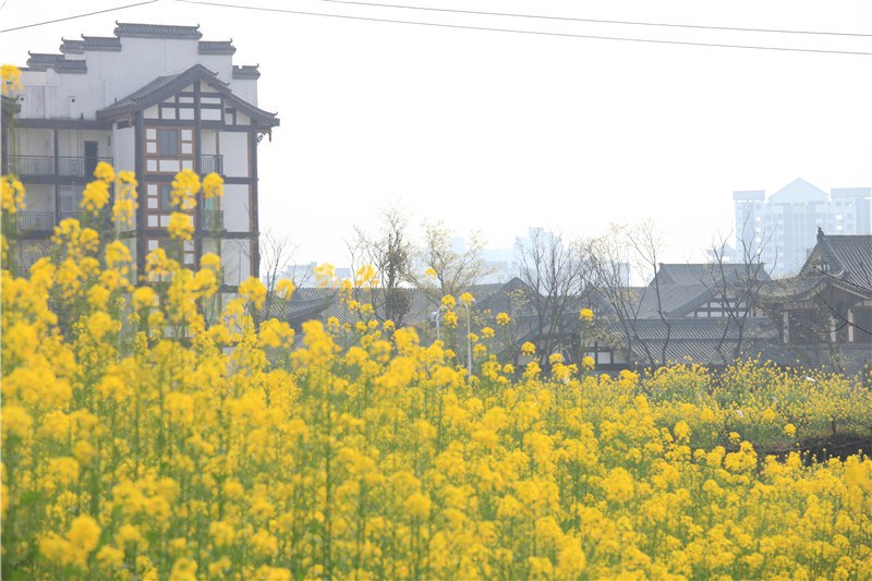 3��12�����������Ͳ˻�Ⱥ�� (10).JPG