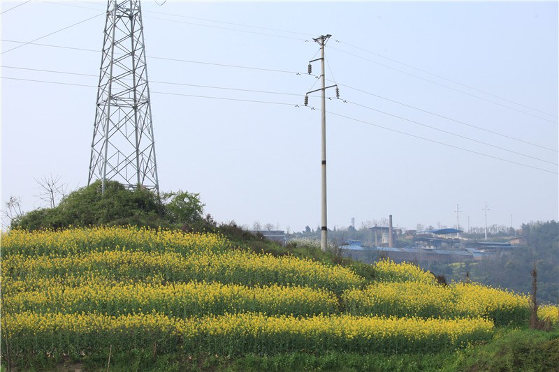 3��12�����������Ͳ˻�Ⱥ�� (12).JPG