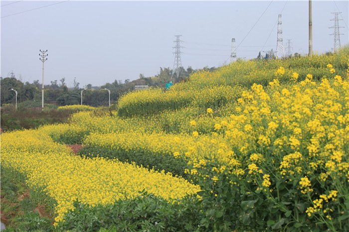 3��12�����������Ͳ˻�Ⱥ�� (13).JPG